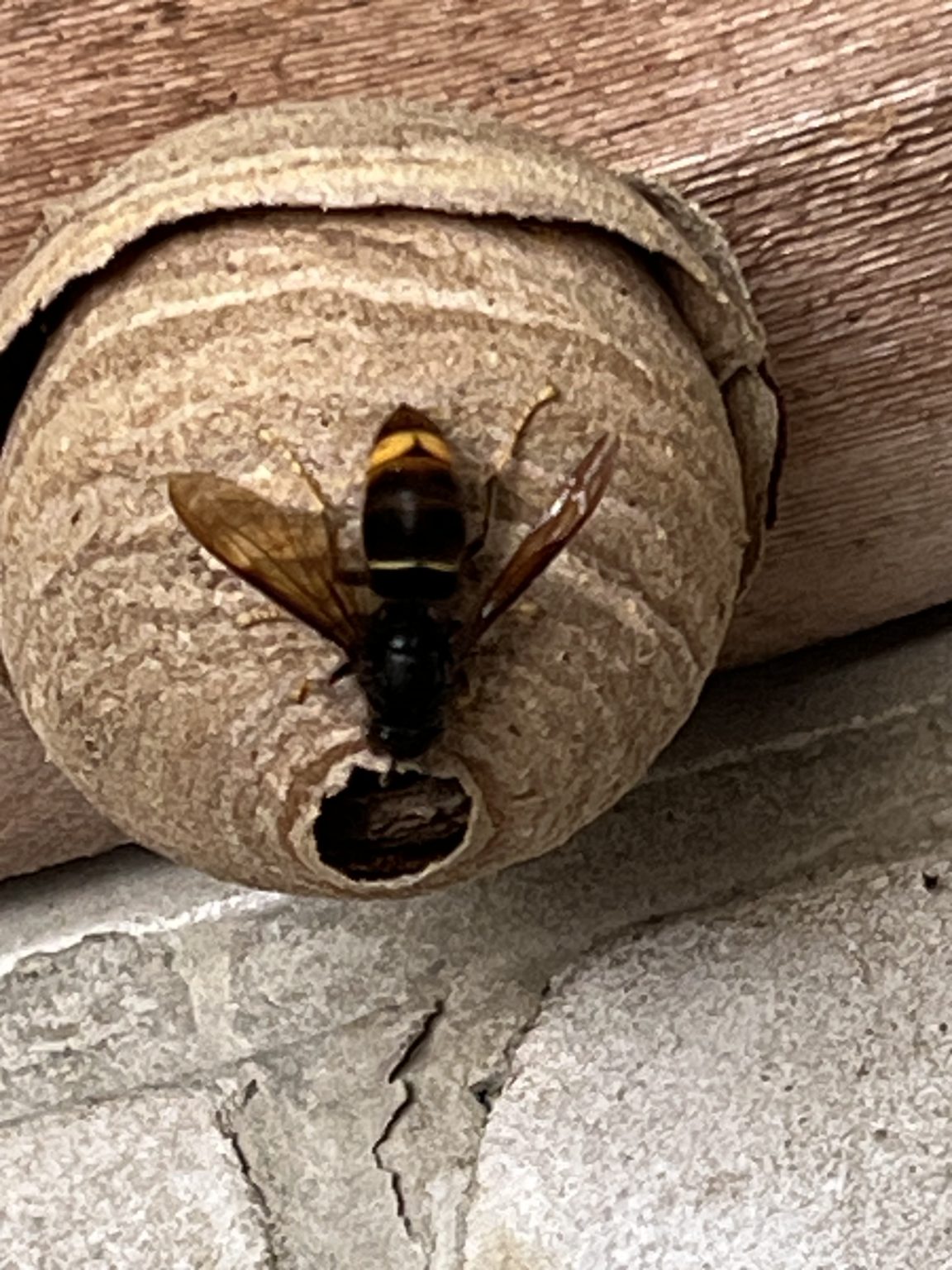 Primair nest